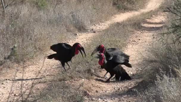 Group Ground Hornbills Feeding Terrapin Turtle Dirt Road Africa — 图库视频影像