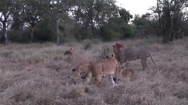 Pride Lions Adults Cubs Waking Late Afternoon Dry Grass African — Stockvideo