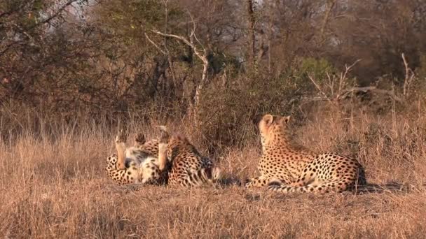 Group Cheetahs Lounge Wrestle Playfully Golden Glow Hot African Sun — 图库视频影像