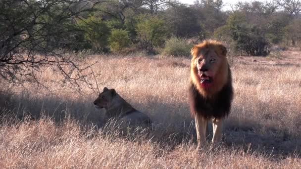 Male Lion Blood His Face Stands Female While Surveying Land — Stok video