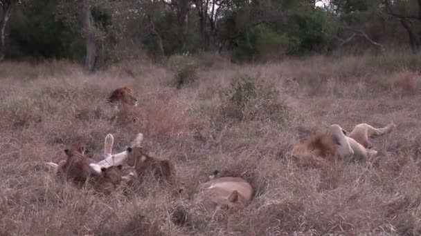 Pride Lions Sleep Dry Grass Cubs Play Lioness — Vídeo de Stock