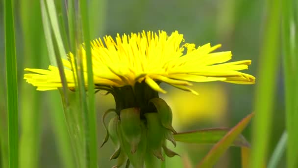Close Macro View Colorful Yellow Wild Flower Green Grass England — Stock Video