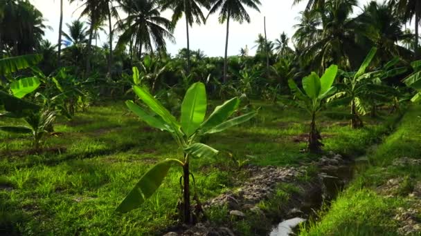 Young Palm Trees Field Slow Pan Green Fronds Swaying Breeze — Vídeo de Stock