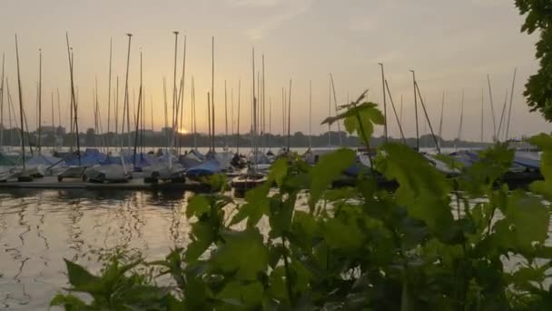 Beautiful Sunset View Bush Foreground Revealing Auenalster Boats Moored Dock — ストック動画