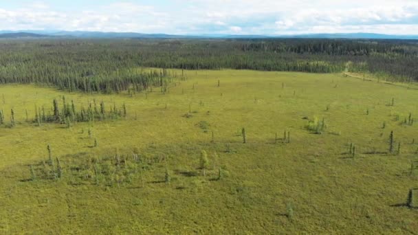 Drone Video Summer Wilderness Forest Fairbanks Alaska — Stock video