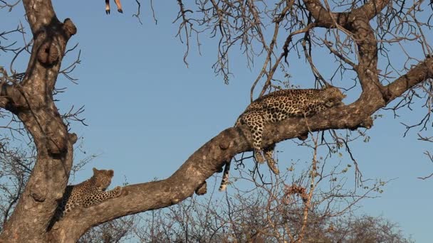 Two Leopards Resting Tree Day — Stock Video