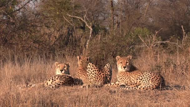 Three Cheetahs Relax Grass Orange Glow Late Afternoon Sun Africa — ストック動画