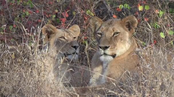 Portrait Two Lions Resting Tall Grass Glancing Camera — Stockvideo