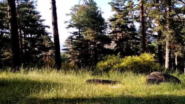 View Pine Tree Forest Sunny Summer Day High Grass Floor — Stockvideo