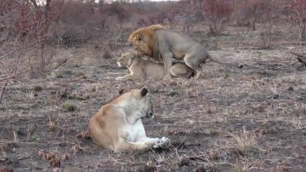 Lion Rests Grass Pair Lions Mate Background — Vídeos de Stock