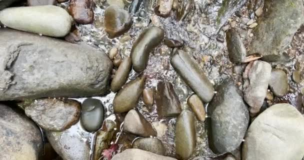 Stream Water Calmly River Rocks — Stock video