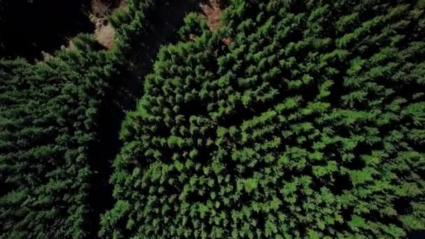 Aerial View Pinus Radiata Forest Aerial Wide Shot Tiny Village — Stock Video
