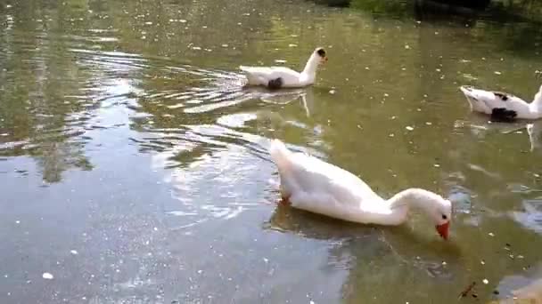 Group Geese Swim Green Water Park Pond Sunny Day Sun — Stock Video