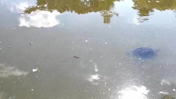 Couple Turtles Swimming Green Water Pond Retiro Park Madrid Sunny — 图库视频影像