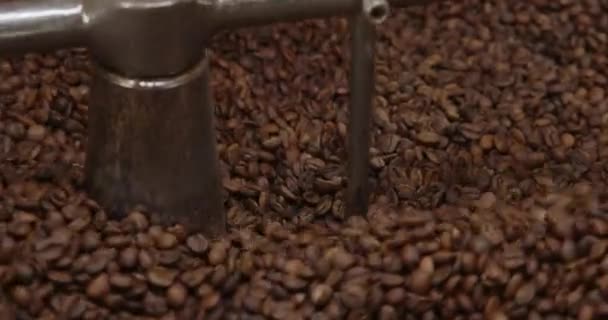 Φρέσκοι Κόκκοι Καφέ Που Στεγνώνουν Κατά Ψήσιμο — Αρχείο Βίντεο