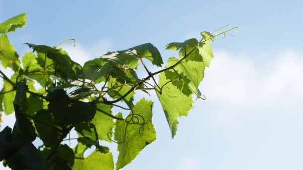 Vineyard Branch Green Leaf Blue Sky Background Galicia — ストック動画