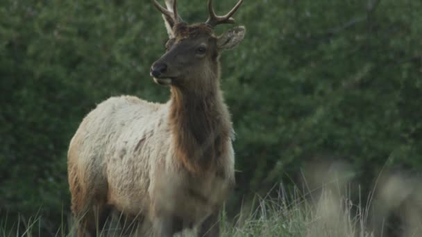 Elk Field Eating Grass Including Large Buck Green Background Foliage — 图库视频影像