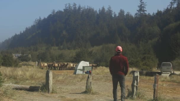 Man Stands Looking Elk Which Moving Herd Campground Tents Cars — 图库视频影像