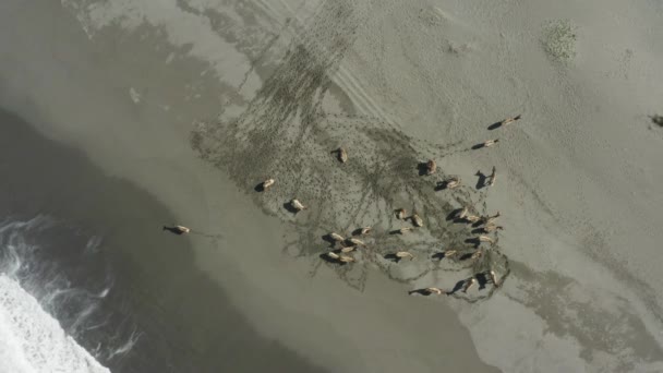 Downward Facing Drone Shot Elk Shore Ocean — 图库视频影像