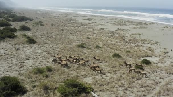 Wide Epic Beautiful Panning Drone Shot Elk Herd Ocean — Video Stock