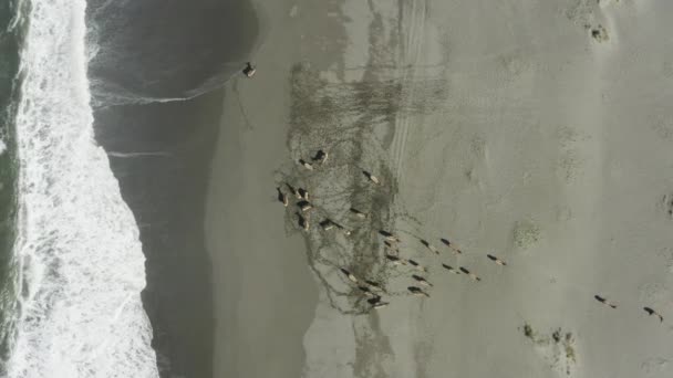 Downward Facing Drone Shot Elk Shore Ocean — 图库视频影像