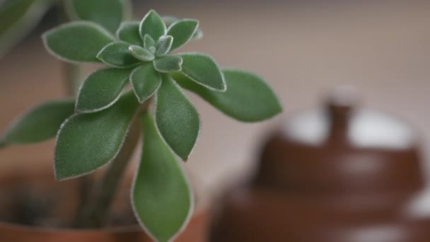 Soft Fuzzy Green Succulent Sits Ambient Light Front Chinese Teapot — Stockvideo