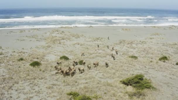 Wide Beautiful Panning Drone Shot Elk Herd Ocean — 图库视频影像