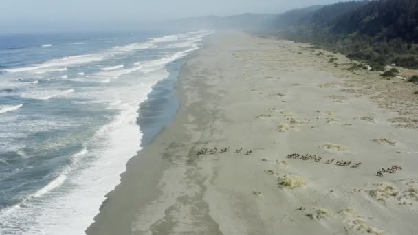 Herd Elk Moves Beach Away Ocean Forest — Stock Video