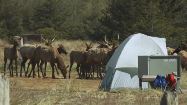 Herd Male Female Elk Moves Slowly Tent Eating Grass — 图库视频影像