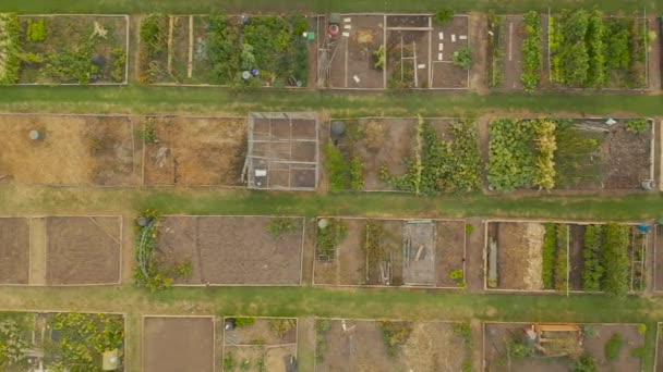 Smooth Aerial Perspective Moving Parallel Community Garden Space Dusk — Video Stock