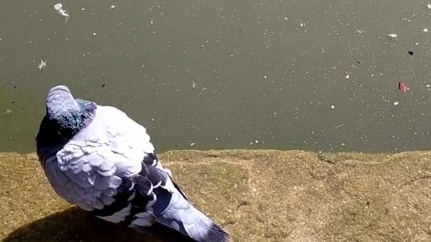 Pigeon Standing Pond Ledge Legs Water Sun Reflects Green Waters — Video