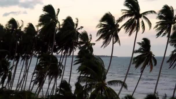 Cinematic Landscape Coastal Sunset Palm Trees Swaying Wind Static — Video Stock