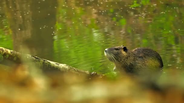Wild Coypu Rodent Nutria Climbing Branch River — Vídeo de Stock