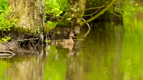Cute Ducklings Swimming Mum Duck — Video Stock