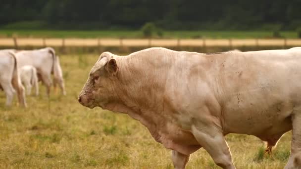 Μυϊκή Αρσενική Αγελάδα Ταύρος Που Χρησιμοποιείται Στην Παραγωγή Γενετικού Βοείου — Αρχείο Βίντεο