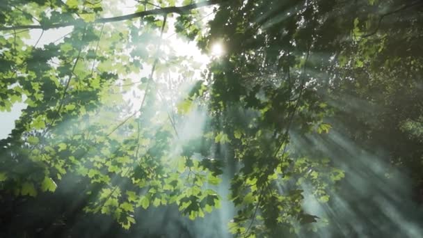 阳光透过树枝树梢照射在树枝树梢上 — 图库视频影像
