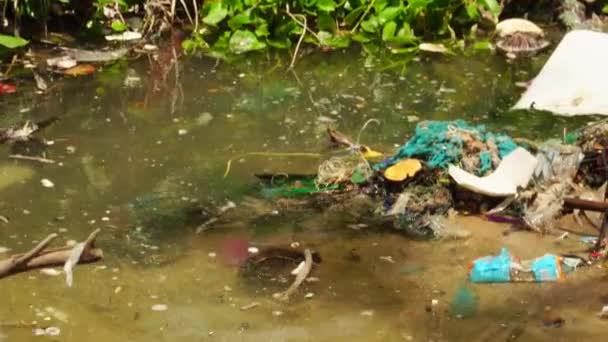Close Dirty Stream Pond Polluted Trash Microplastics — Stock video