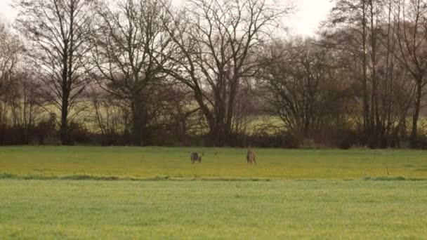 Deer Field Early Morning — Stockvideo