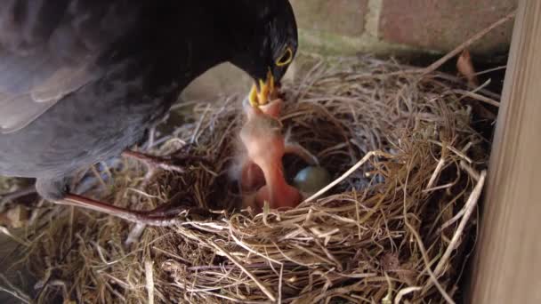 Blackbird Nesting Feeding Chicks — Stock Video