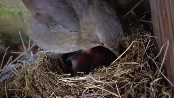 Blackbird Nesting Feeding Chicks — 비디오