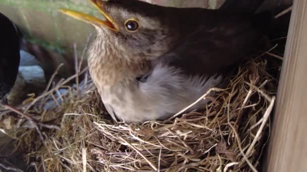 Blackbird Nesting Feeding Chicks — Vídeo de Stock