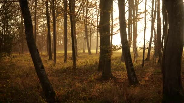 Медленная Кастрюля Мирной Серенькой Древесины Леса Восходе Солнца — стоковое видео