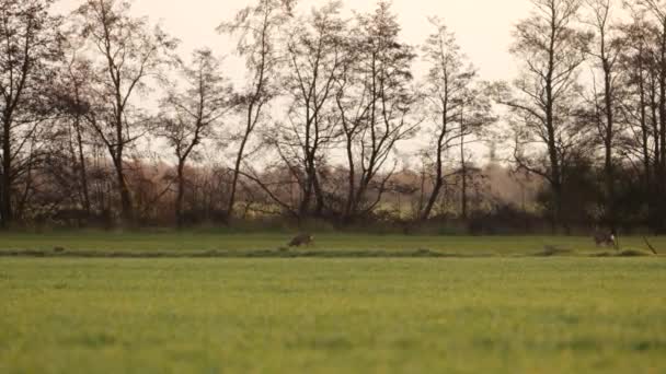 Deer Field Early Morning — Stockvideo