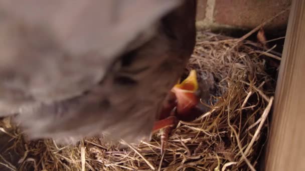 Blackbird Nesting Feeding Chicks — Vídeo de Stock