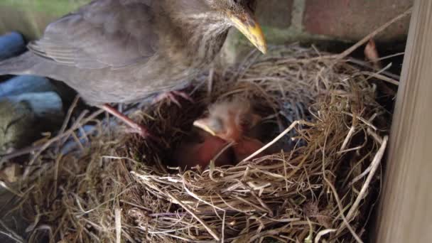 Blackbird Nesting Feeding Chicks — Vídeo de Stock