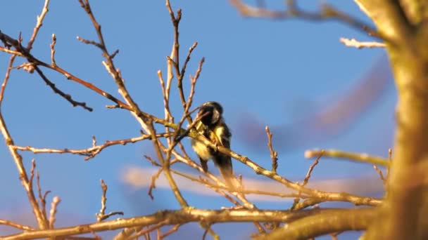 Маленька Євразійська Блакитна Пташка Співає Сонці — стокове відео