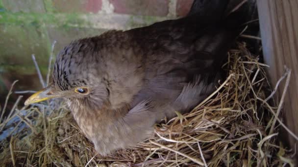 Blackbird Nesting Feeding Chicks — Stock video