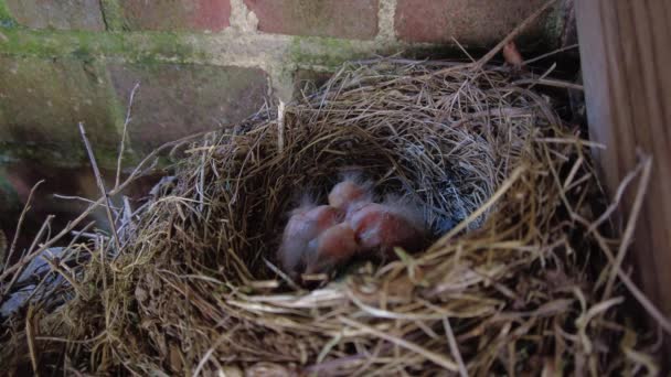 Blackbird Nesting Feeding Chicks — Stock videók