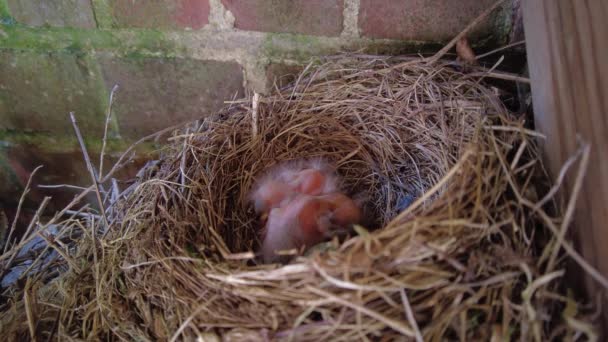 Blackbird Nesting Feeding Chicks — Wideo stockowe