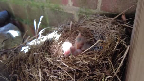 Blackbird Nesting Feeding Chicks — Stockvideo